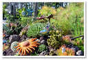 Nice garden - A picture of a lovely garden showing colour & texture & a wide variety of plants.