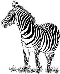 zebra - zebra