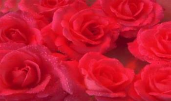 Roses - Red Roses