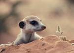 Cute little meerkat! - Their little lives are so interesting, so silly but so serious... It can be really sad...