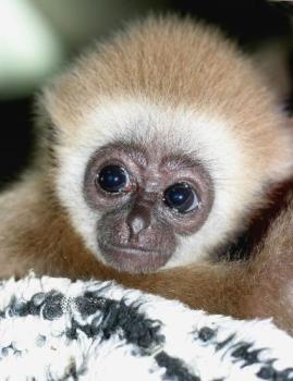 Baby Monkey - Photograph of a baby monkey