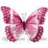 pink butterfly - pink butterfly