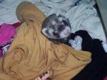 Odie - Odie, our ferret in the dryer, helping with the laundry.