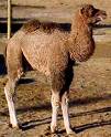 camel - camel