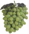 green grapes - green grapes