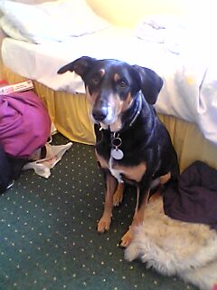 Chloe! (Gem&#039;s dog..) - Chloe! (Gem&#039;s dog..)