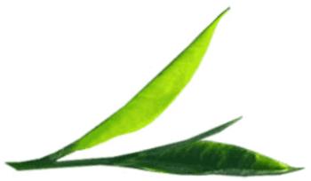 Darjeeling Teal leaf - Darjeeling Teal leaf from Tea Garden for Sample
