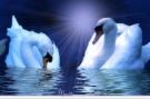 swans - swans