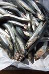 anchovies - anchovies