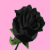 Rose - Rose