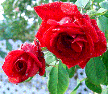 Raindrops on Roses - Raindrops on Roses