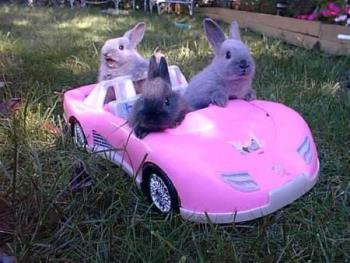 bunnies - So cute adorable bunnies to make your head spin