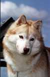 Huskie - A Huskie...very pretty!