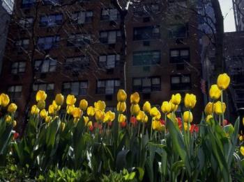 Spring Flowers - tulips!