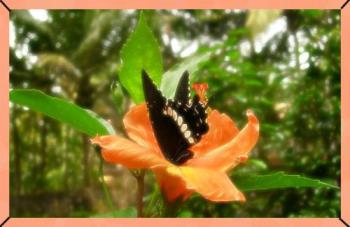 butterfly and flower - A butterfly drinking nectar from a flower