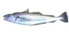 Whiting - picture of a whiting