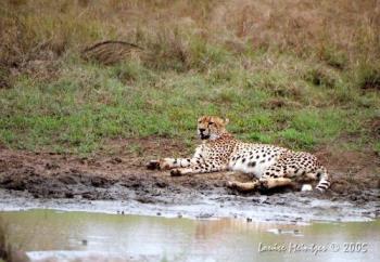 cheetah - cheetah lay on field 