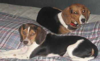 My dogs - My two beagle dogs, Chelsey (the bigger one, 1 yr & 2 months old) and Boomer (the little guy, 6 months soon!!)