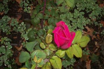 Rose - My single rose