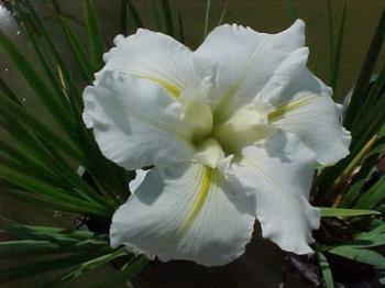 white iris - white iris