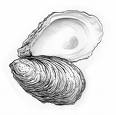 Oyster Shell - Picture of an Oyster shell.