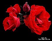 red roses - red roses