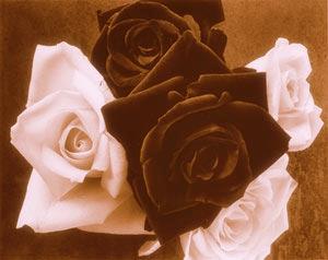 roses - dark
