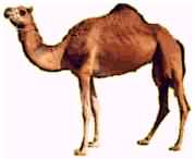 camel - camel picture