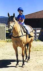 horse riding - horse 