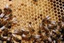 Honey Bees - photo of bees on a honeycomb.