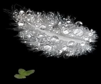 Feather with dew drops - My best picture so far!
Nikon D50
18-200 VII