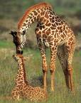 Giraffes - Giraffes