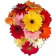 Gerbera Daisies Bouquet - Gerbera Daisies Bouquet