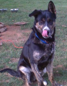 65 pounds of stupid right here - just my dog