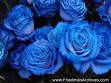 Blue Roses - Roses are a type of flower that come in many different colours including blue, red, pink, white, yellow and black