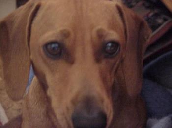 Dogs fart too  - Mojo has been known to slip out a stealthy one every now and then :P 