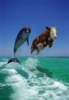 dolphin and cow - dolphin and cow
