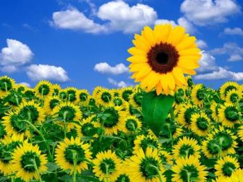 sunflower - beautiful sunflower! it is my favourite flower!! 