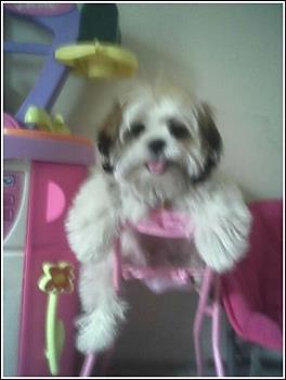 Max in a babydoll highchair - Max my dog