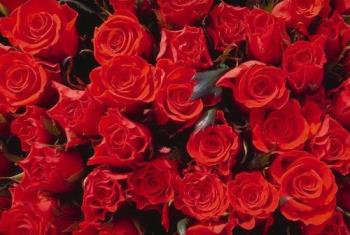 Red Roses - Roses