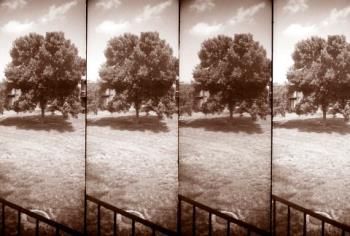 Sepia Tree - Sepia Tree