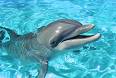 dolphin - a fish which is familiur to the human kind 