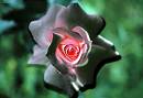 Black rose - wowww