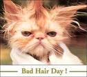 Bad hair day - Bad hair day