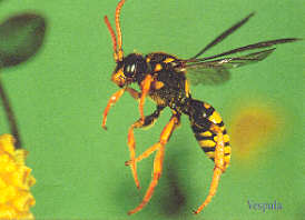 wasp - wasp