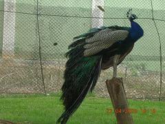 Peacock at Mysore zoo - Photographed at Mysore zoo