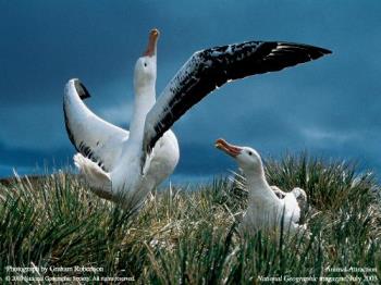 National Geographic Wallpapers - National Geographic Wallpapers