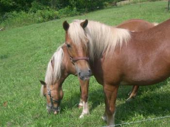 Rhonda and Dolly - I don&#039;t really have an endearing memories, but my children sure will!  These are the ponies that my father in law gets from a friend for our kids to ride when we stay at his farm (it&#039;s no longer a working farm). It&#039;s neat to see the ponies out the window in the mornings, the kids wake up and raise up the window to the cabin and pet the ponies right through the window! We stay there over a long weekend and the ponies will be there for us to take care of and ride as if they were our own. What awesome memories for my children! Thank you Grandpa!