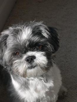 Freddy - My shih tzu!