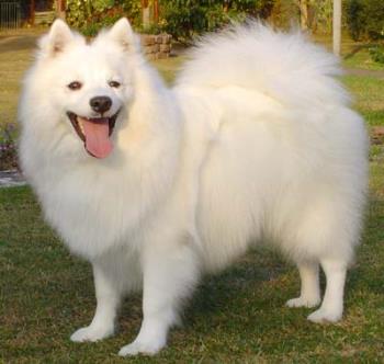 Japanese Spitz - Japanese Spitz